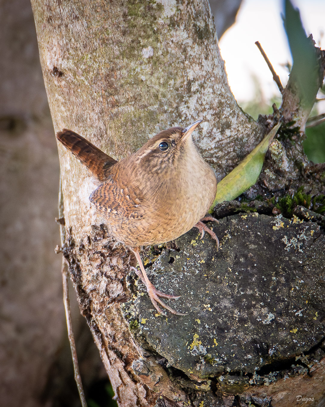 Troglodyte mignon