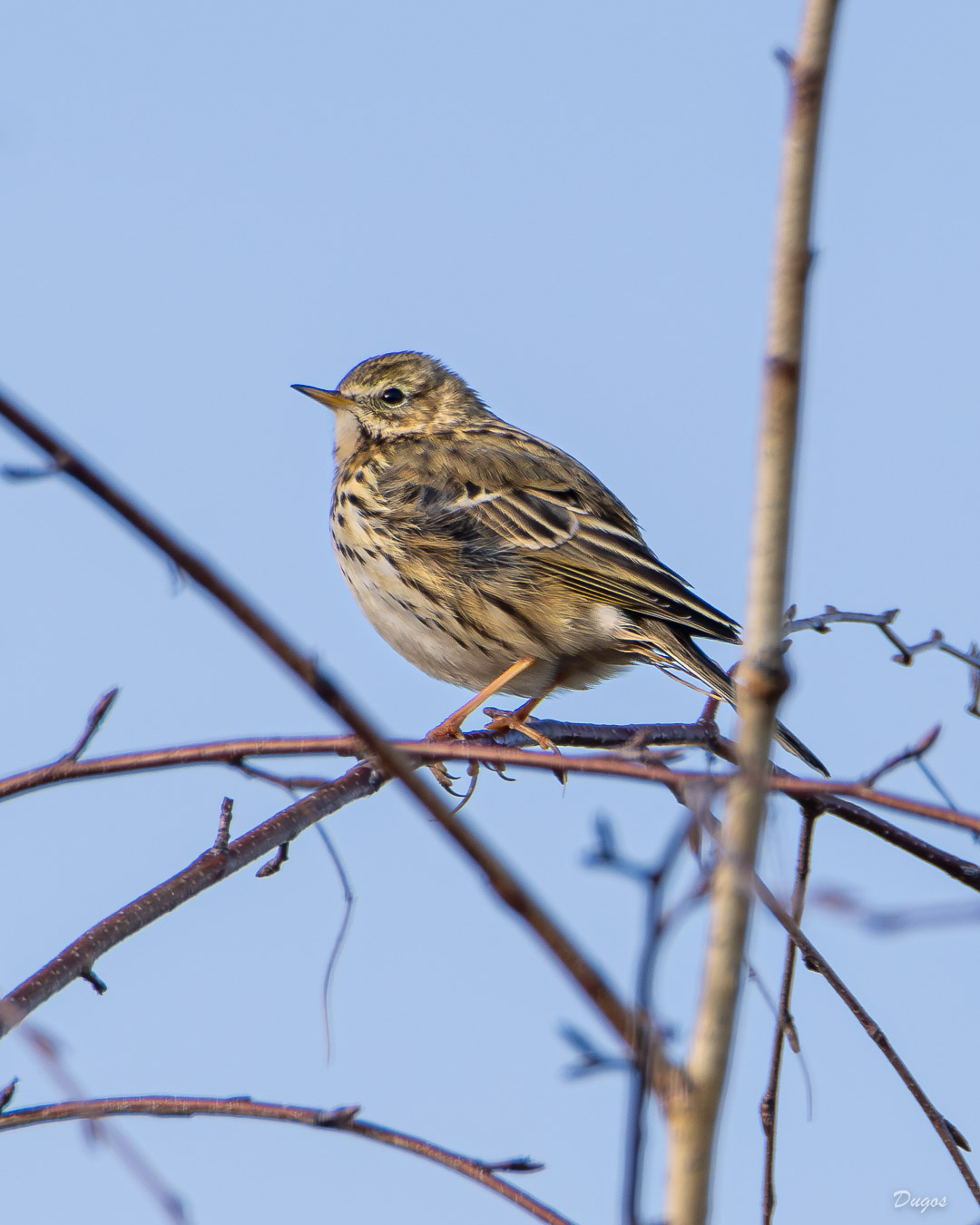 Pipit farlouse