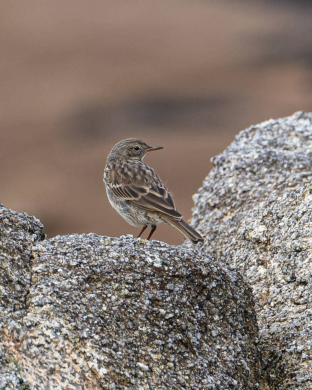 Pipit maritime