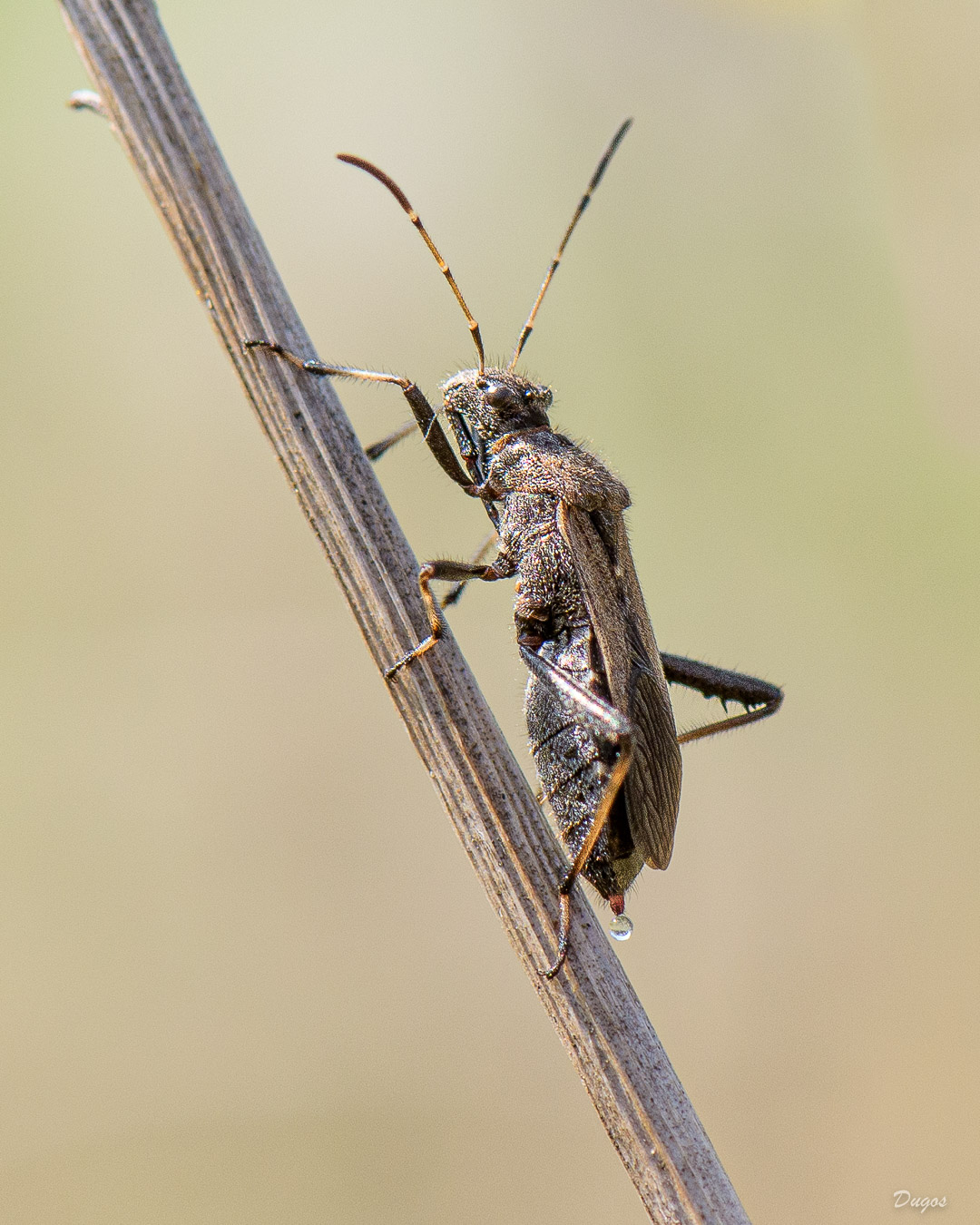 Alydus éperonné