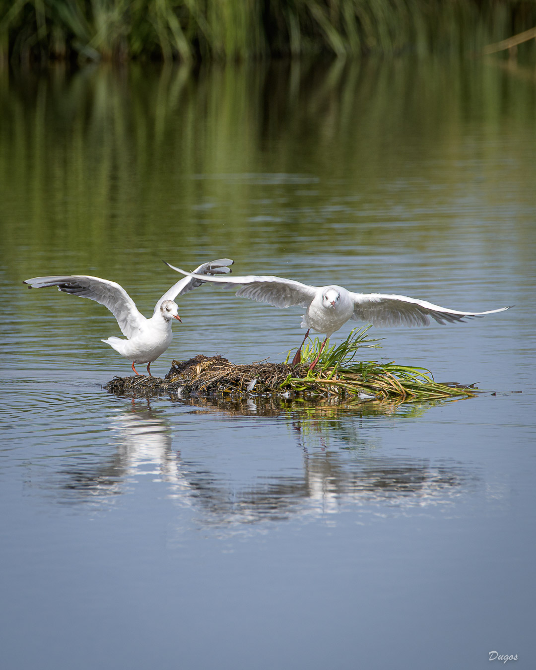 Mouettes rieuses
