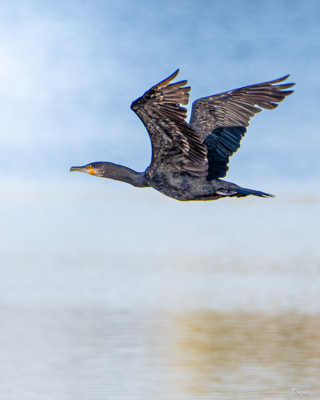 Grand cormoran