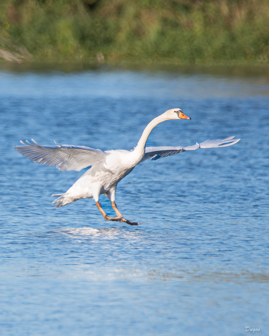 Cygne tuberculé
