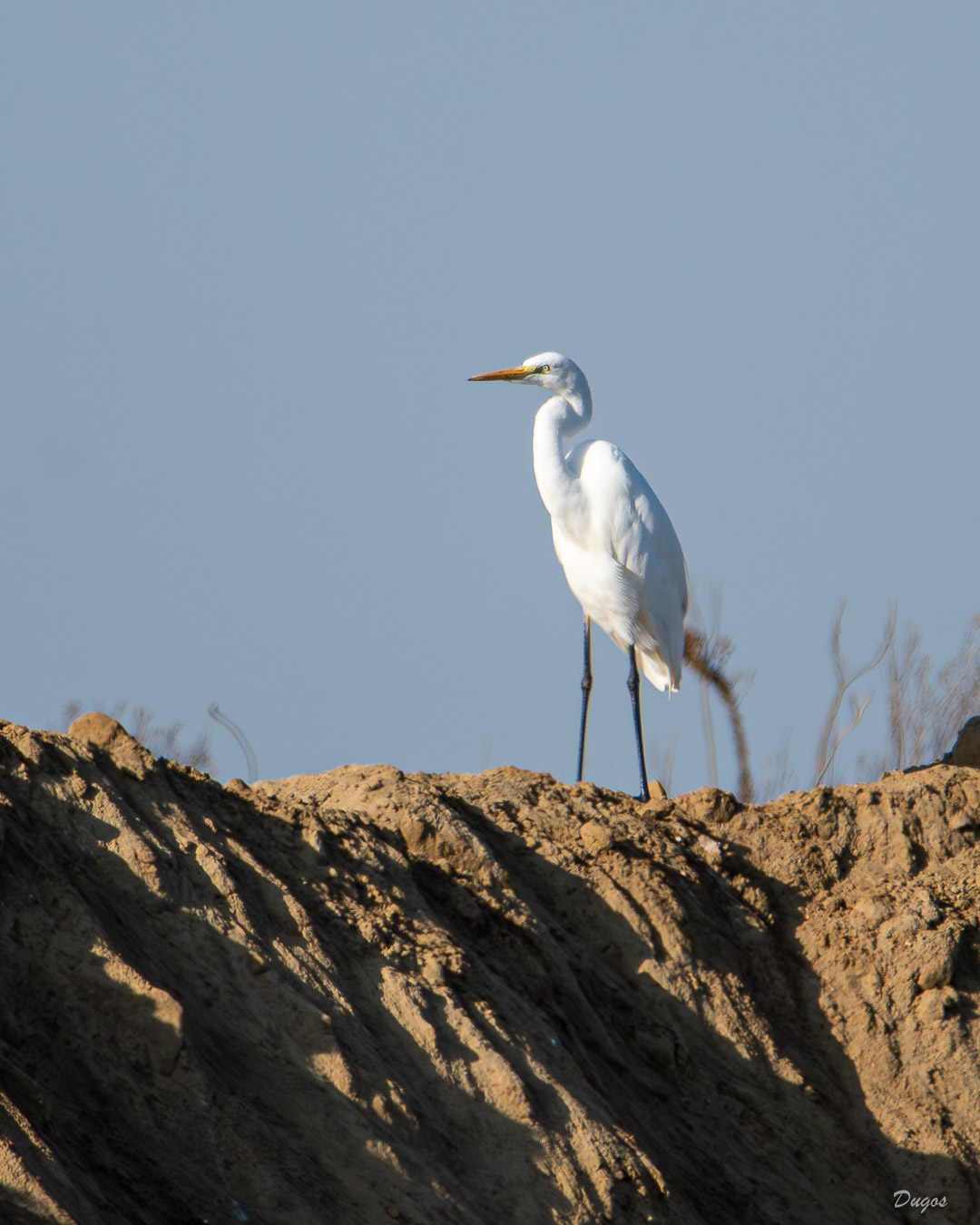 Grande aigrette