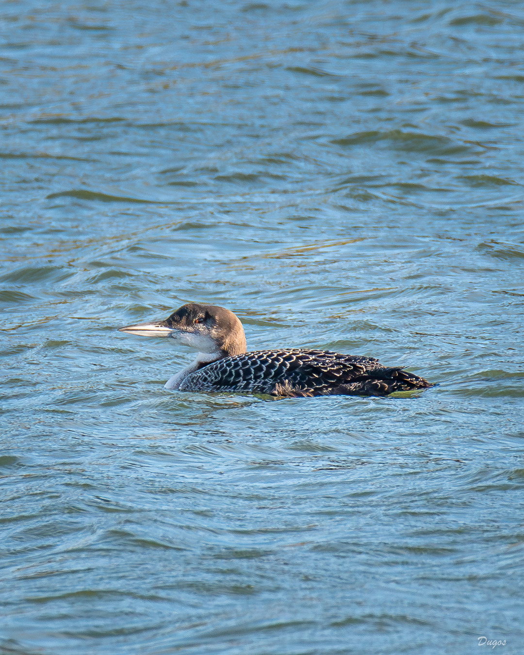 Plongeon imbrin