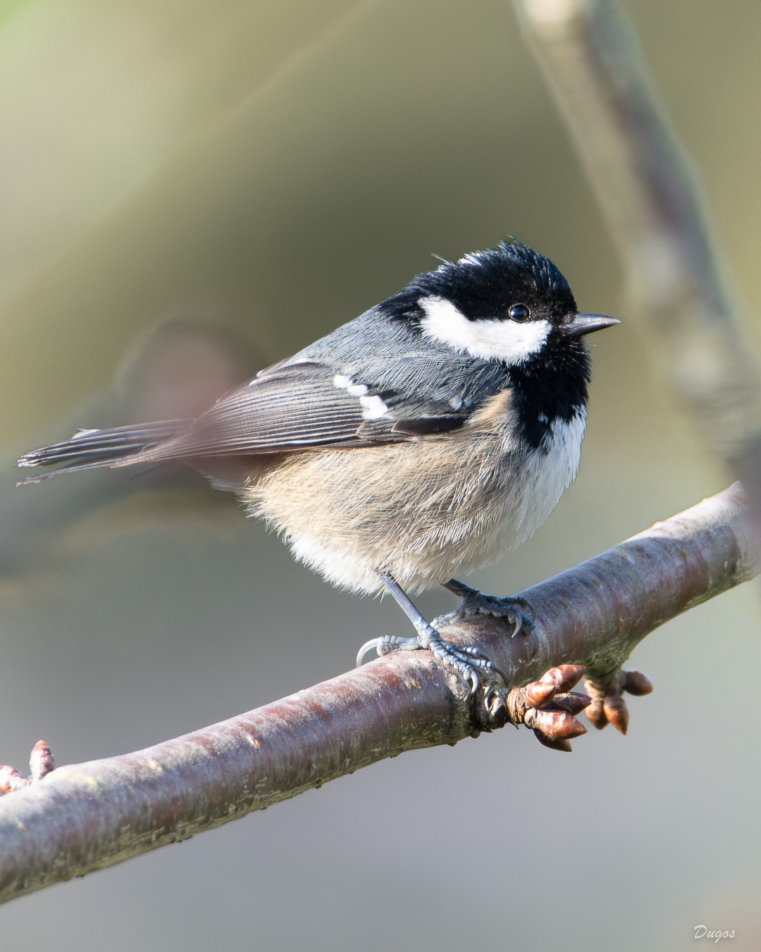 Mésange noire