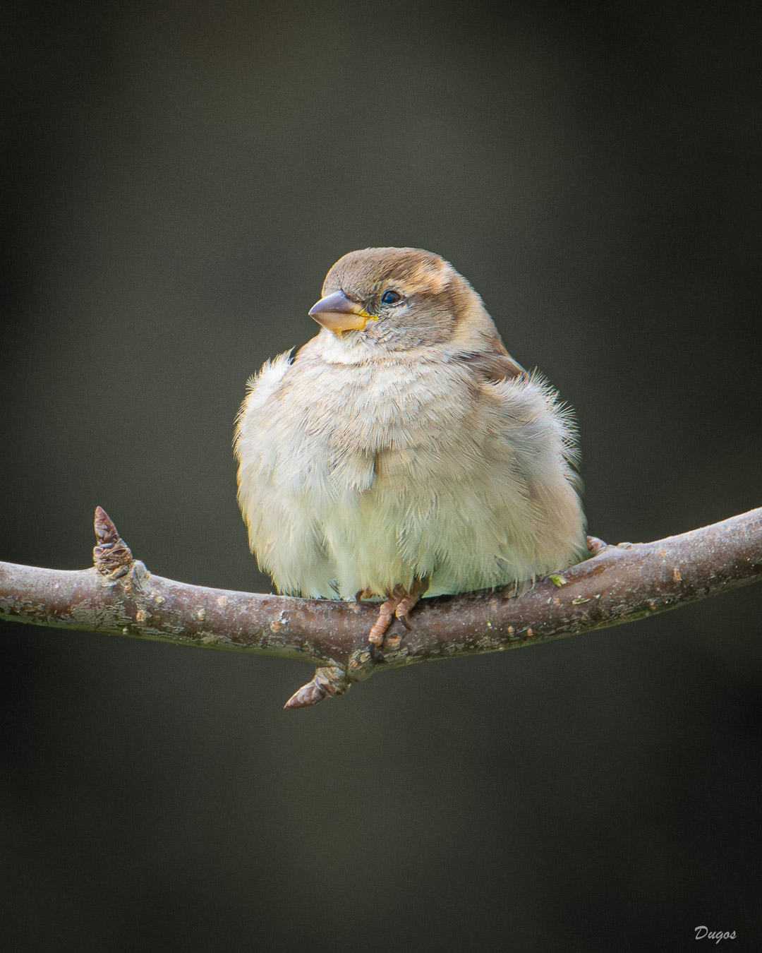 Moineau domestique