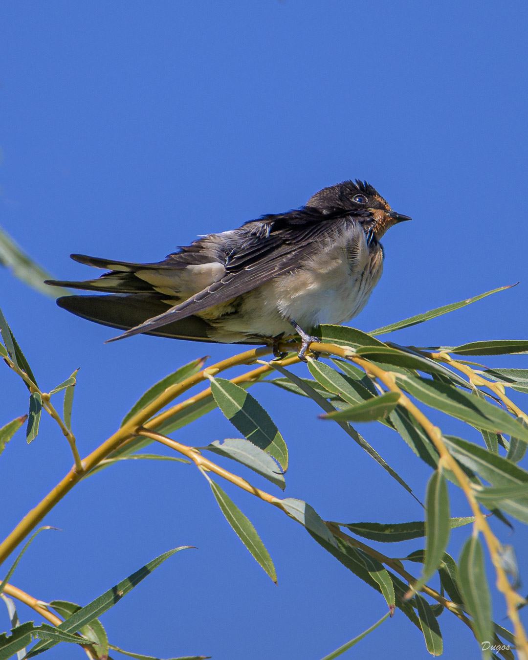 Hirondelle rustique