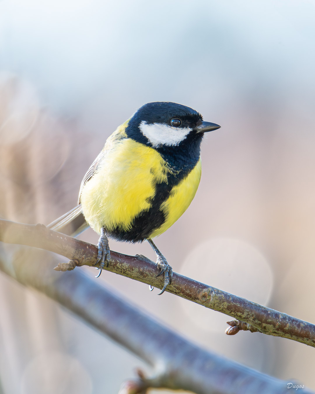 Mésange charbonnière